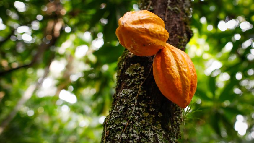 Um brinde (com chocolate) ao cacau e à agricultura regenerativa