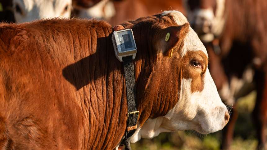 Belgo estica seu “arame digital” e turbina agtech Instabov com inteligência artificial