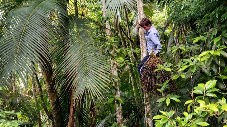 O plano da Juçaí para fazer do “açaí da Mata Atlântica” mais uma estrela global