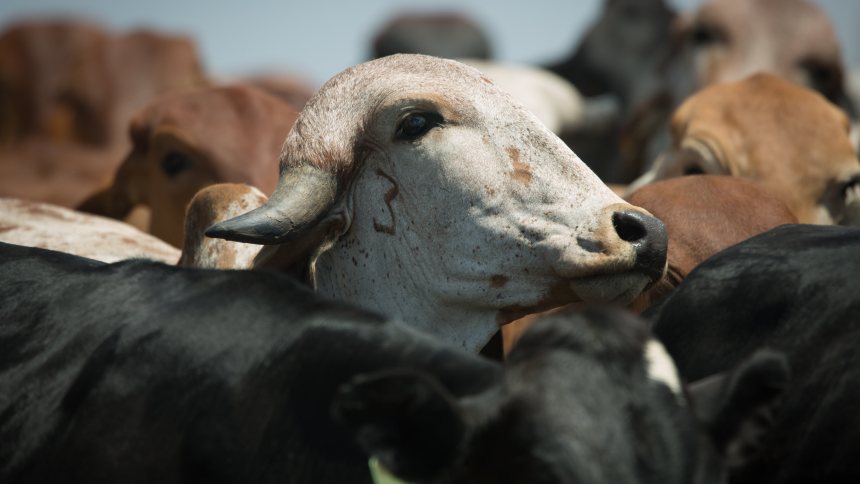 Na questão ambiental, a pecuária é um ativo e não um passivo