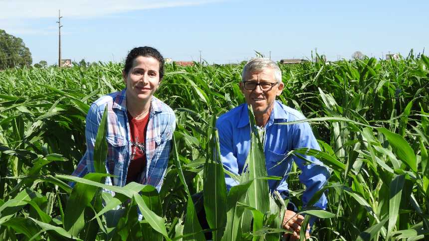 Sorgo mais pasto pode multiplicar lucro na pecuária, diz pesquisa