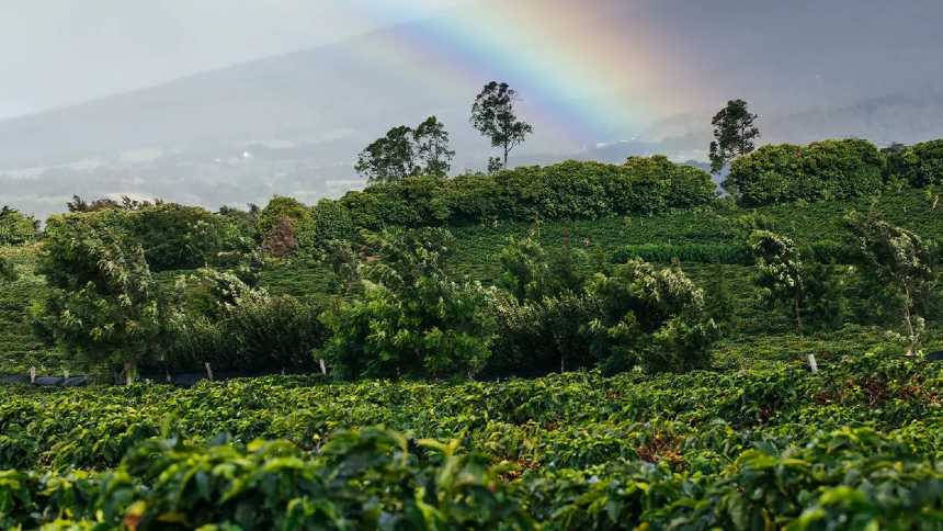 Starbucks compra fazendas na América Latina para garantir o cafezinho do futuro