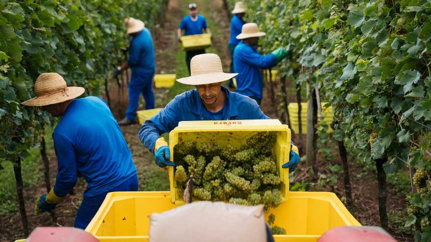 Vinícola Aurora faz brinde com “zero álcool” e avança rumo ao primeiro bilhão