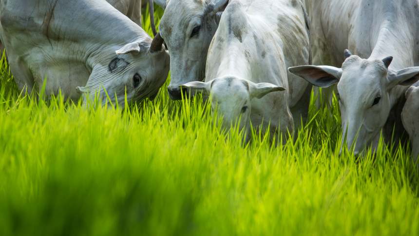 Governo finaliza regras para leilão de R$ 7 bi do Eco Invest para conversão de pastagens