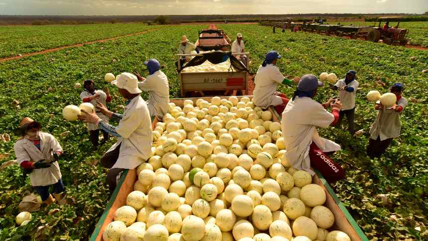 Da Kombi ao bilhão, Agrícola Famosa cria multinacional brasileira de frutas e avança em plano de expansão global