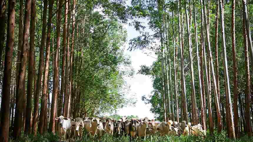 Com soluções completas, Bradesco impulsiona a sustentabilidade no agro