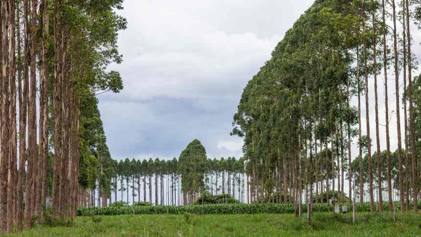 Governo lança plataforma digital do agro sustentável – com pendências pelo caminho