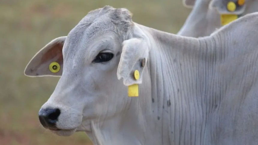 Plano de rastreabilidade bovina não será “peso” aos pecuaristas, diz Mapa