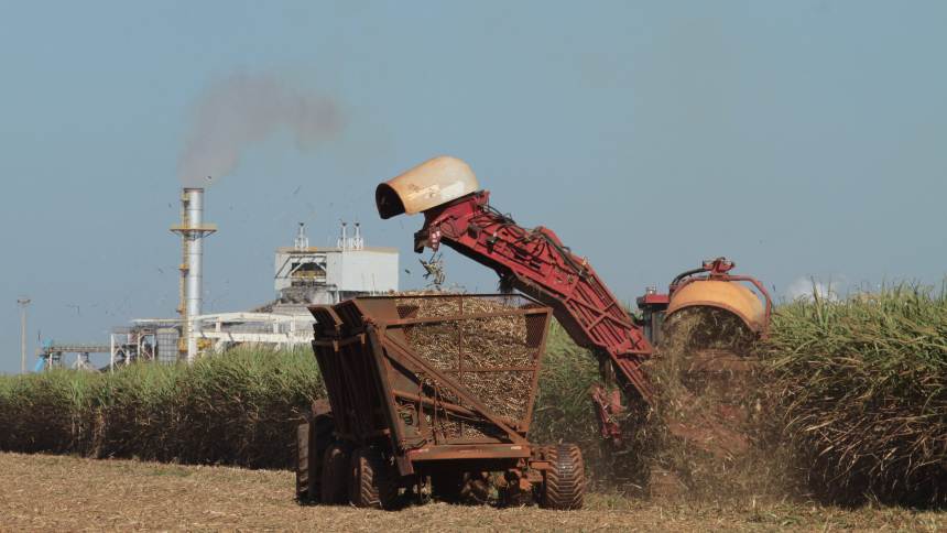 Safra de cana pode ser menor, mas o preço do açúcar seguirá em alta