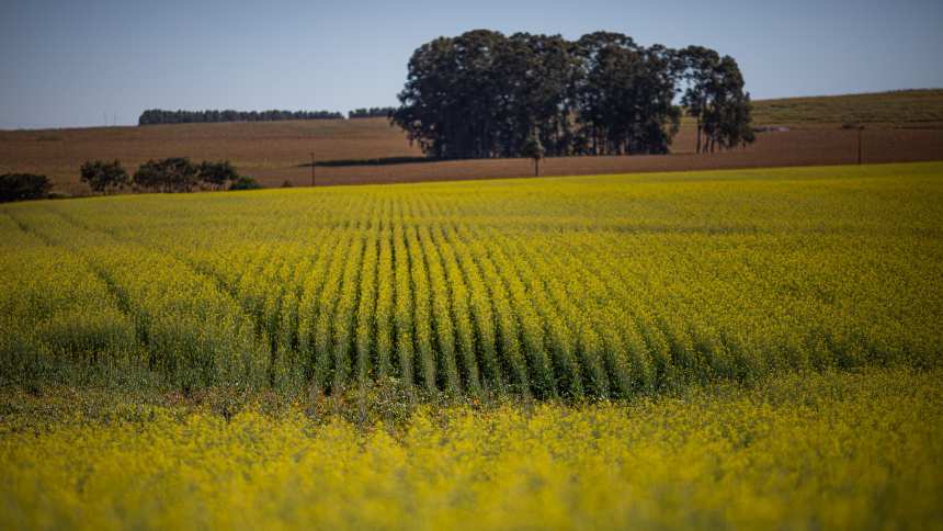 Brasil pode dobrar cultivo de canola de olho em exportações e mercado de biocombustíveis