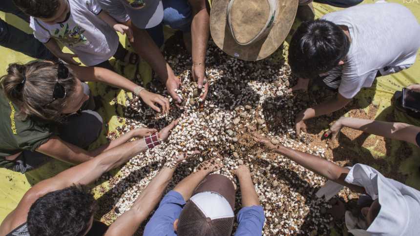 Muvuca de sementes tem potencial milionário na restauração de áreas degradadas