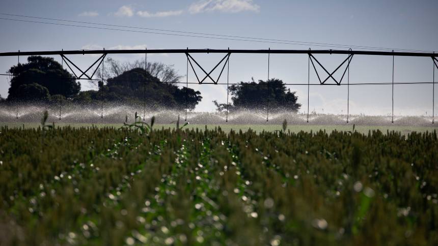 Sorgo brasileiro entra na rota da China, mas tem desafios antes de seguir para o Oriente