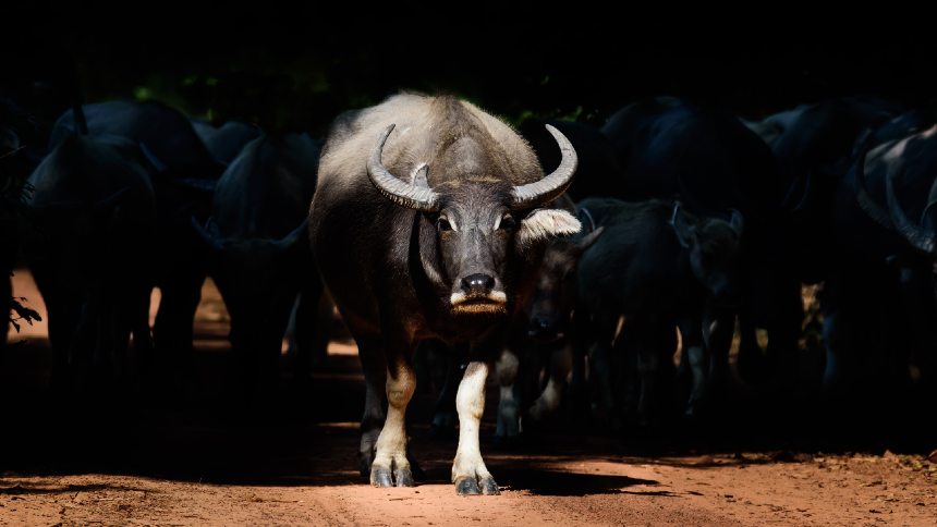 Alemanha registra surto de aftosa após 37 anos e acende alerta na Europa