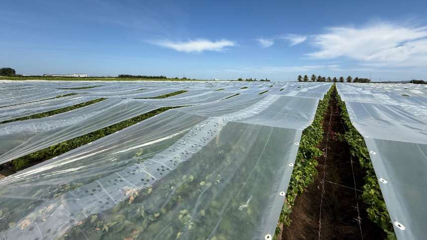 Do Velho Chico ao mundo, uvas devem levar Coana aos R$ 200 milhões em 2025