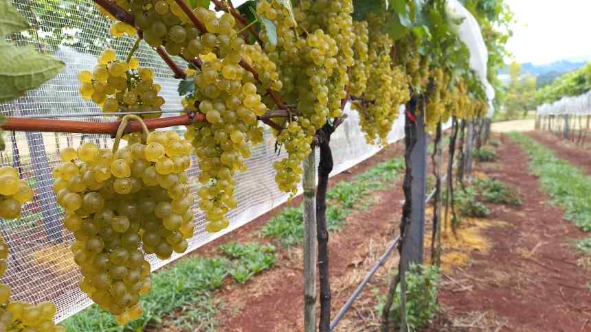 Uvas PIWI: boas para a natureza, para o bolso dos produtores e na taça de vinho