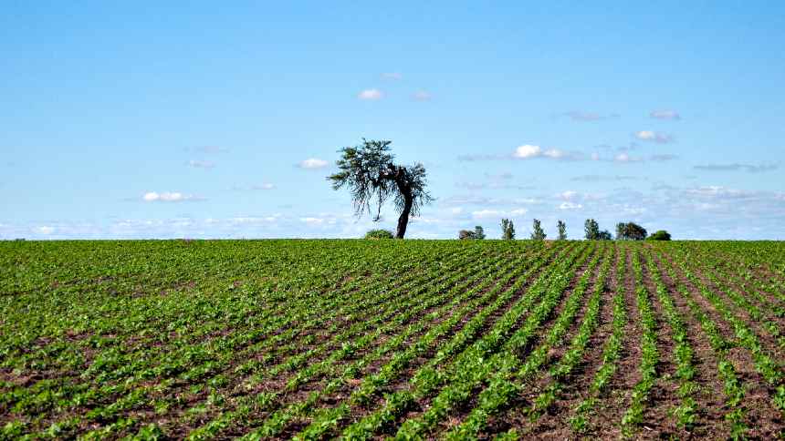 Efeito La Niña sobre lavouras na Argentina e no RS preocupa mercado de grãos