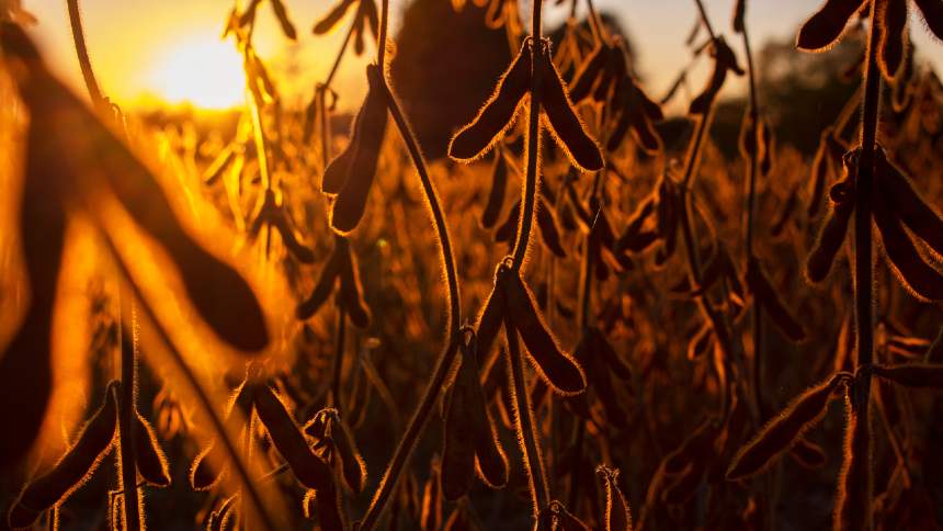 Gaúchos perdem 4 milhões de toneladas de soja com estiagem e calor extremo