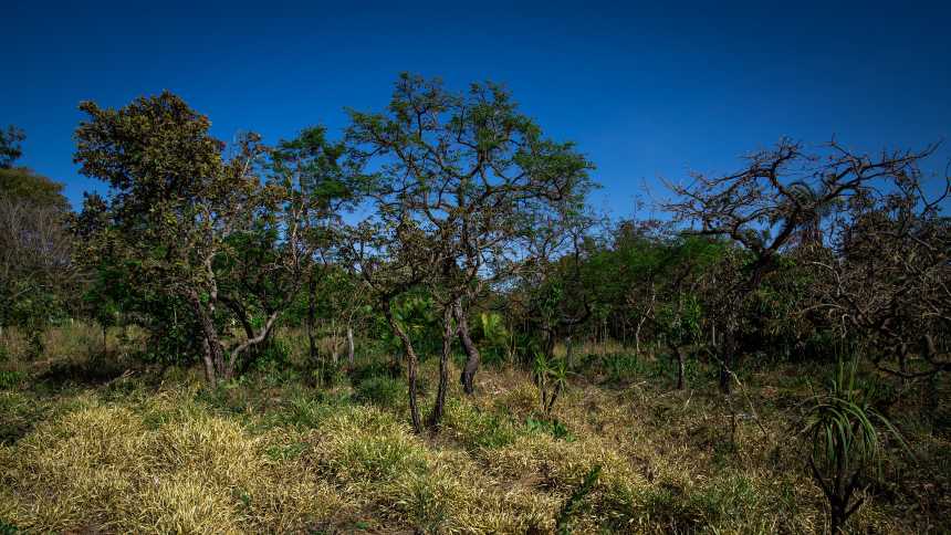 Agricultura regenerativa no Cerrado pode gerar US$ 100 bi a produtores até 2050