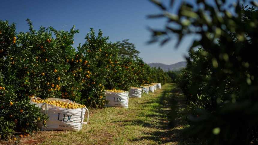 Com café e laranja em alta, Brasil segura receita e tem espaço nobre no balanço da LDC