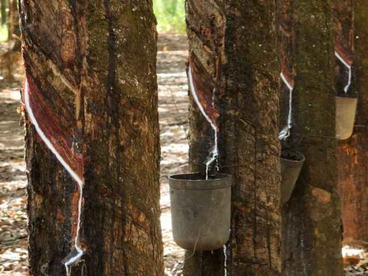 A borracha é o novo cacau? Produção encolhe, demanda global estica e preços  disparam - AgFeed