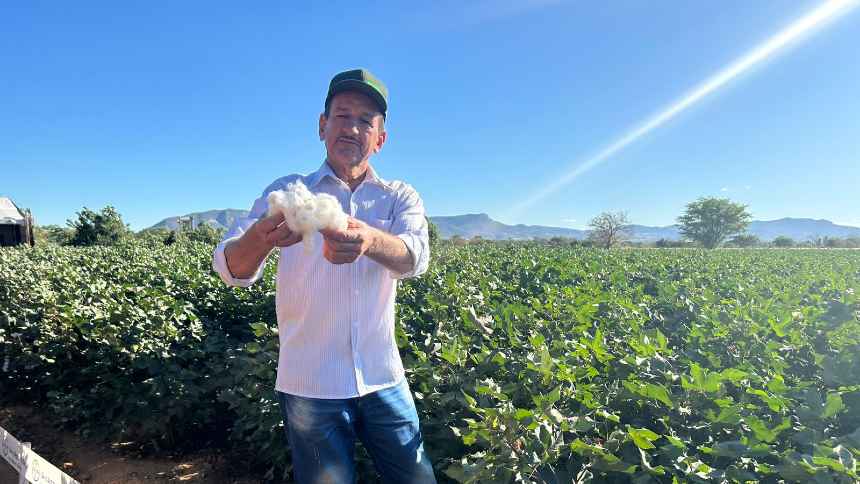 Algodão e esperança voltam a florescer no Norte de Minas Gerais com ajuda da biotecnologia