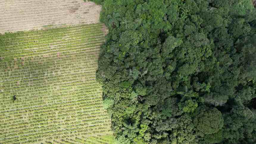 Projeto de 2021 que altera Código Florestal ganha urgência em 2025 e gera alerta de entidades ambientais