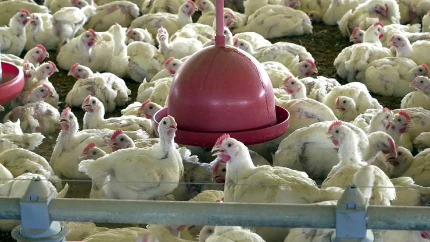 Livre da gripe aviária, Brasil acelera trabalho para reabrir mercados para a carne de frango