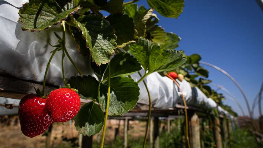 Mercado de biológicos engatinha em hortifrútis (e empresas se movimentam para mudar isso)