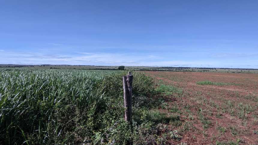 NaturAll Carbon emite primeiros créditos de carbono ligados à agricultura regenerativa nas Américas