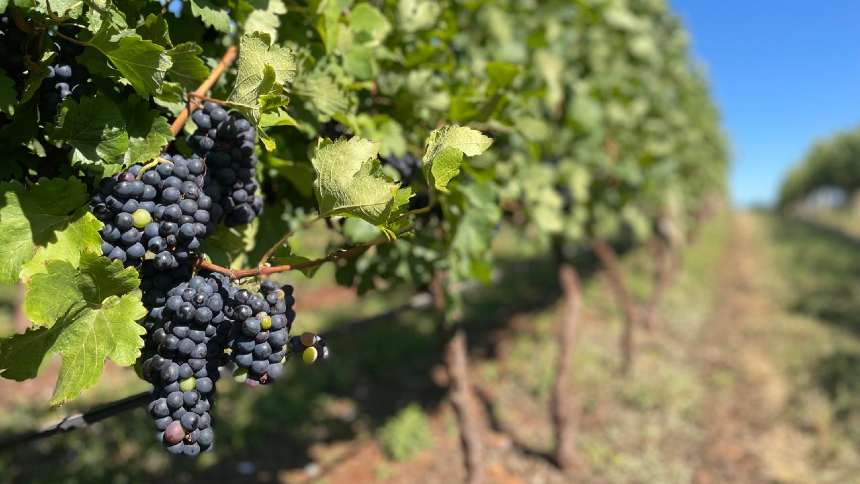 Na "Califórnia Brasileira", o vinho ganha espaço pelas mãos de herdeiros da cana