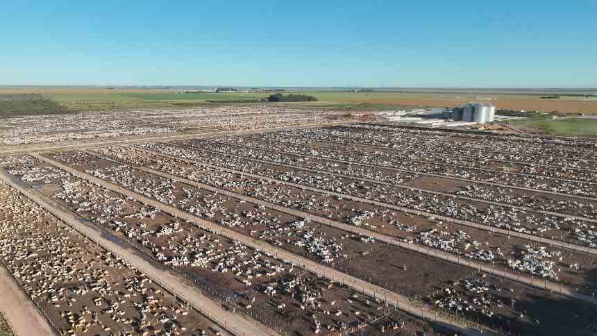 O plano de R$ 1,2 bi para colocar o Oeste da Bahia no mapa da exportação de carnes