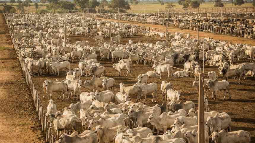 Carne bovina brasileira e os possíveis impactos relacionados às tarifas norte-americanas