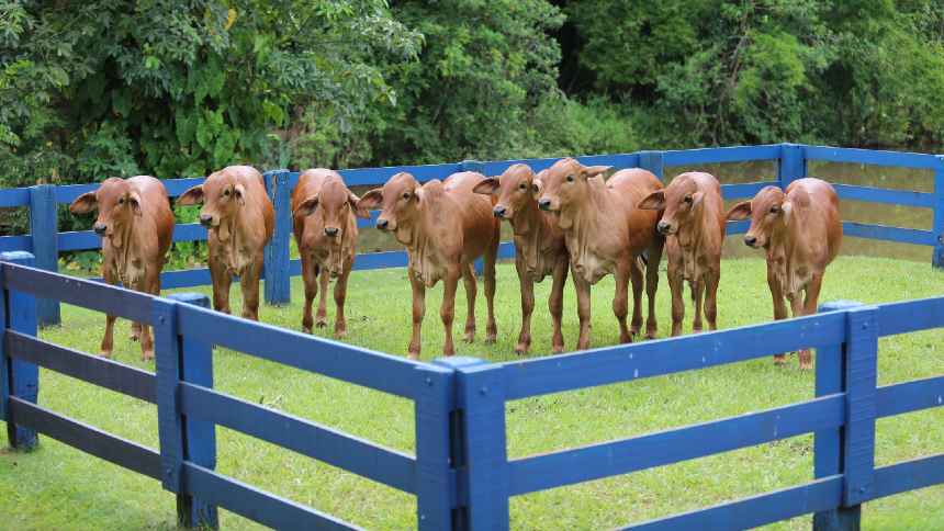 Geneal, do pecuarista Jonas Barcellos, multiplica clones, inverte a rota do zebu e vai exportar embriões para a Índia
