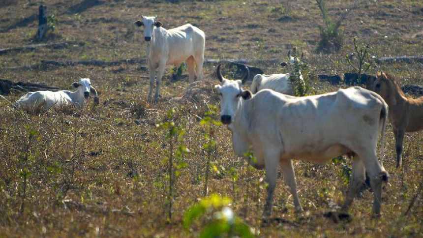 Grandes bancos aderem à recuperação de áreas degradadas em leilão de R$ 16,5 bi