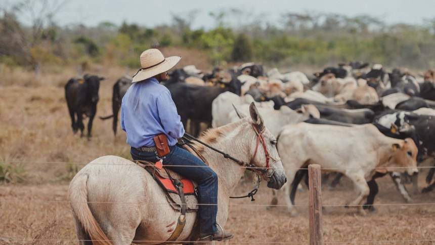Pecuária de corte em alta: R$ 987 bilhões movimentados em 2024