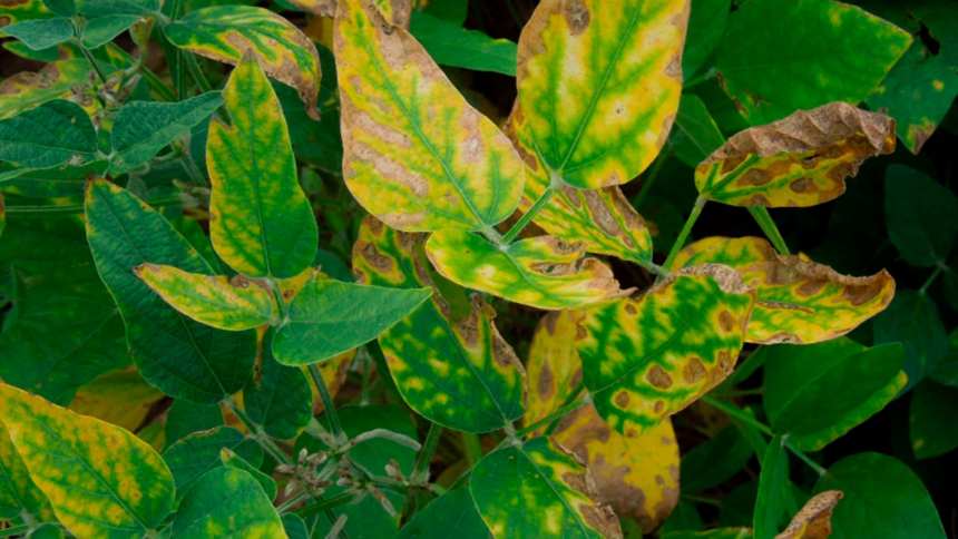 Nematóides desafiam lavouras, geram prejuízos de US$ 150 bi no mundo e impulsionam mercado bilionário no Brasil