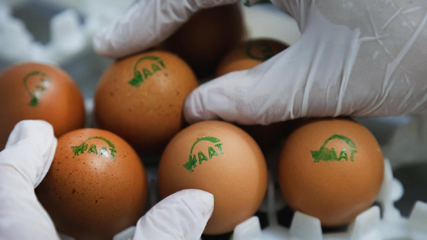 Raiar adota tecnologia inédita no País para interromper descarte de pintinhos na produção de ovos