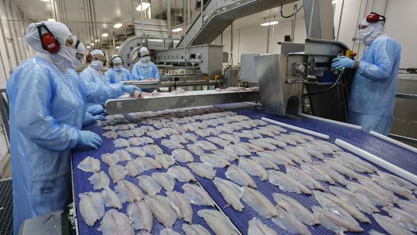 O tarifaço e o drama da piscicultura: “A gente não sabe se vai ter o cliente ou não”