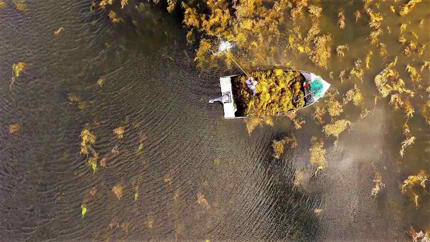 Do mar às lavouras, Acadian aposta no Brasil para expandir mercado de insumos à base de algas