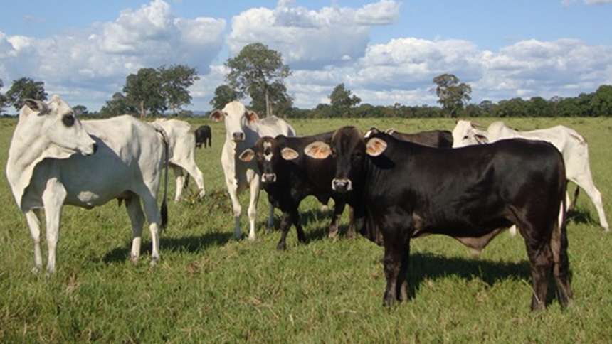 Ganho de eficiência na produção de carne bovina não chegou integralmente aos consumidores