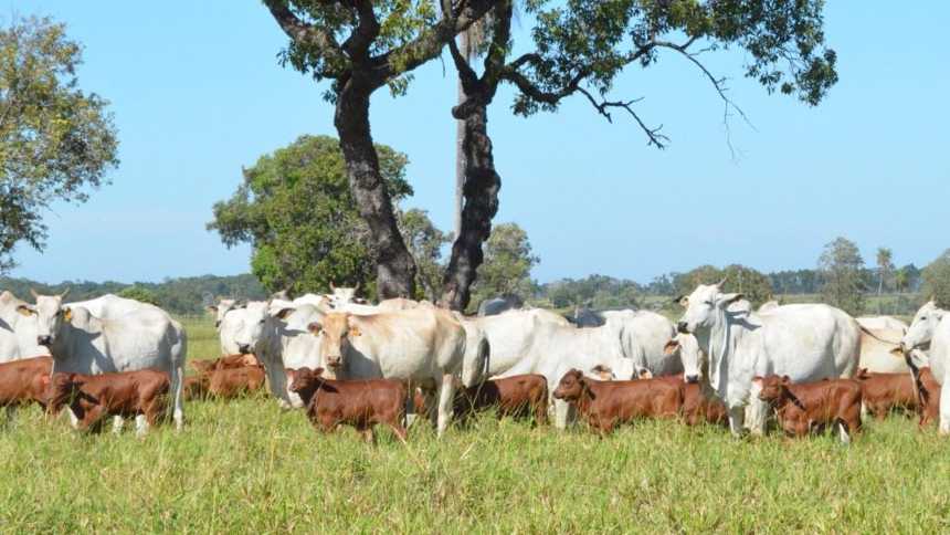 O licenciamento ambiental, o tarifaço de Trump e a “previsibilidade” para o produtor rural