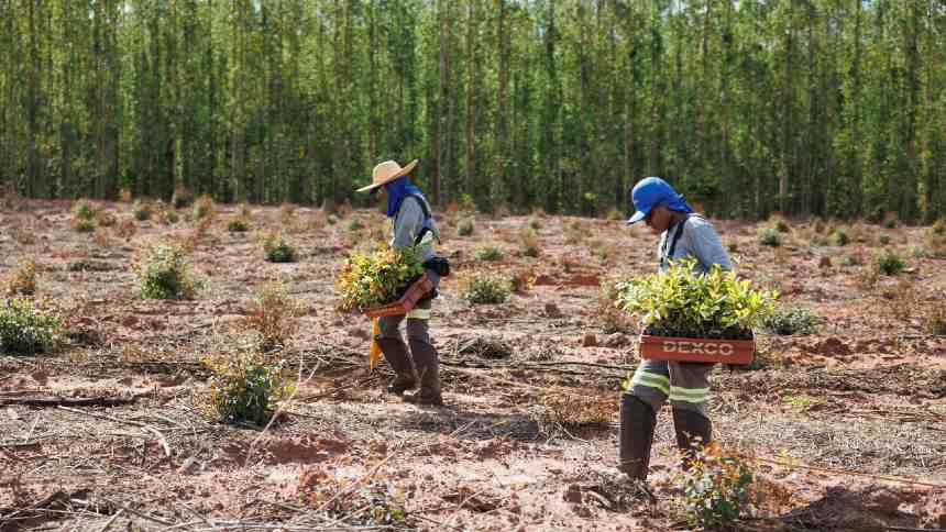 Dexco, da Itaúsa, tem “convite” para plantar florestas no MT. E pensa seriamente em aceitar
