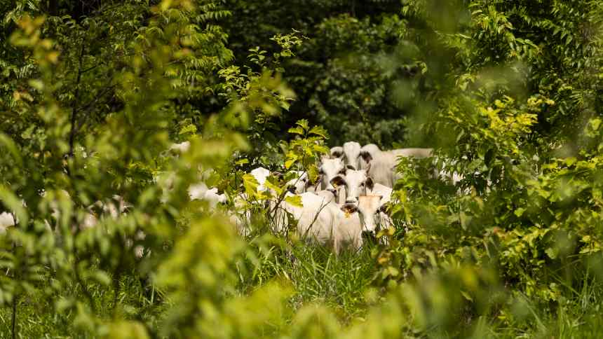 O desafio de R$ 120 milhões da Luxor Agro para criar um negócio de agropecuária regenerativa em escala