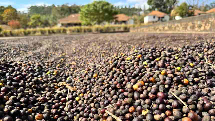 Fora do tarifaço, fornecedores de cafés da Nespresso veem demanda aumentar com novas apostas da marca