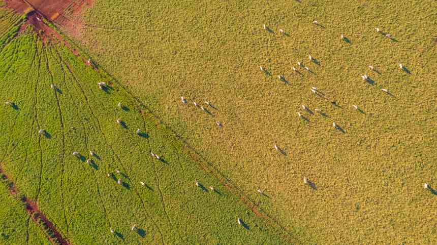 Tesouro libera R$ 16,5 bi e dá largada na corrida dos bancos atrás de mais recursos para restauração de áreas degradadas