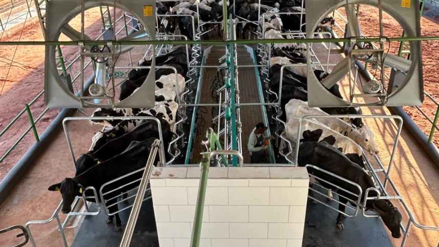 Grubisich quer dobrar a produção de leite do seu gado girolando. E depois, colocá-lo em uma "vitrine"