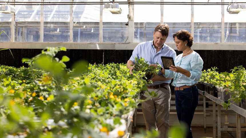 O casal “brasileiro” que está desenvolvendo, a partir de uma planta com 10 mil anos, o amendoim do futuro