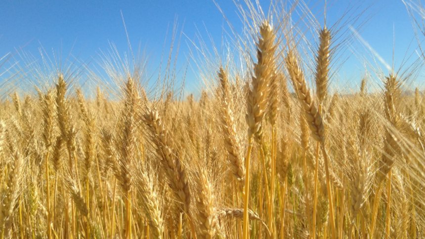 “Antibiótico” das lavouras, trigo do Cerrado avança em área e atrai investimentos