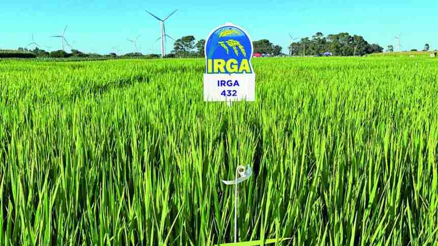 “Estamos quebrando com os silos cheios”: depois de produzir muito, gaúchos vão reduzir área de arroz