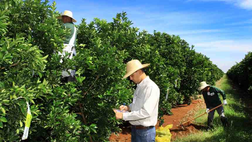 Pior praga dos laranjais, Greening desacelera com manejo e plantio em novas áreas